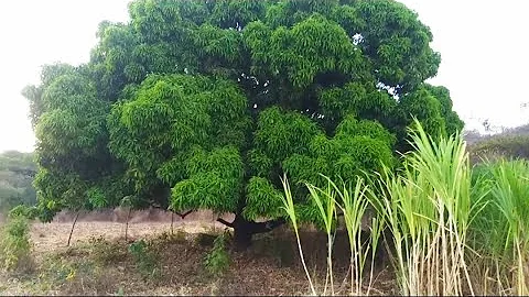 O que fazer para eliminar abelhas?