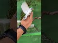 P&aacute;ssaro raro curi&oacute; branco muito fogo