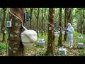 I Visited a Secret Factory Where Rubber Trees Become Medical Latex