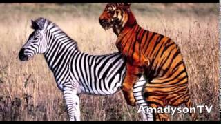 Gay Tiger (eşcinsel Kaplan) Gay Tiger (eşcinsel Kaplan)