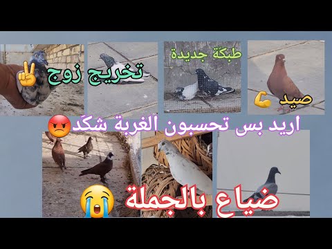 صيد ضياع 3 بس احسبوا الغربه المقطع مايرضه يخلص ما احجي تابع المقطع للأخير وشوف