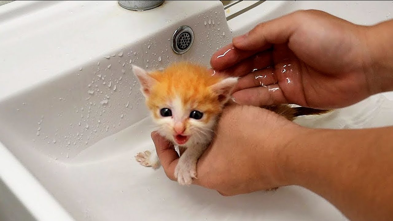 ⁣FUNNY CAT MEMES COMPILATION OF 2022 PART 62