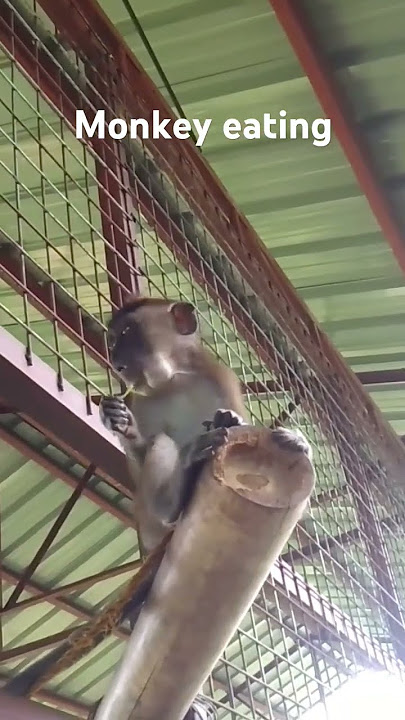 #fivelittlemonkey #humptydumpty