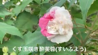 まるおの母 まるこの宿根草と低木の庭 2019 10 01 十月のスタートは、朝靄(あさもや)から。初めて、くす玉咲き酔芙蓉(すいふよう)の花が咲きました。