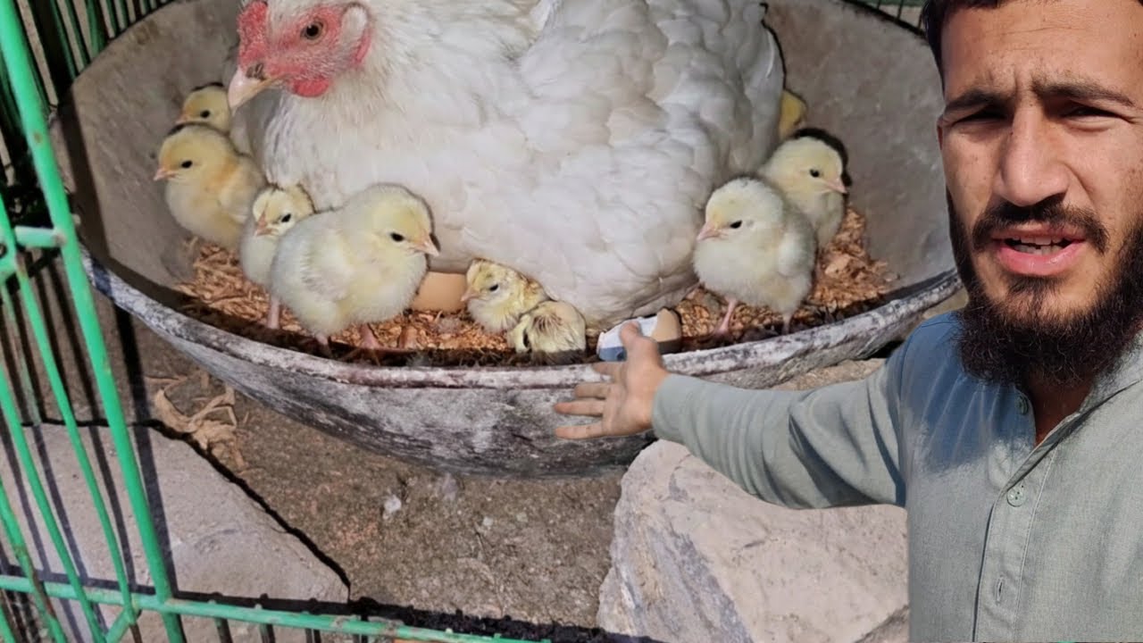 Pehla Aseel Chuza Nikal Aya! 😍 | Aseel Murgi Hatching Result | First Chick Hatched