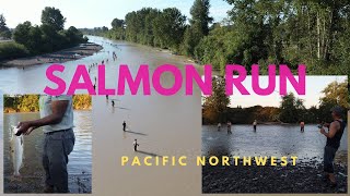 Salmon Season on the Puyallup River - See Salmon Run in Washington