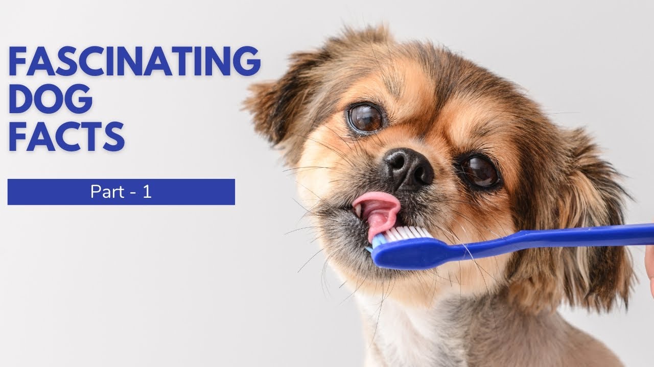 7 Facts About Dog Grooming