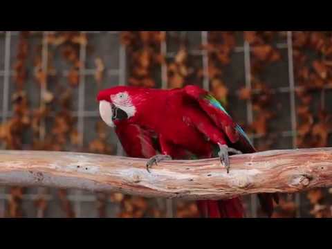 オラオラ系 徐々に動きが激しくなる赤いオウム Youtube オラオラ系 徐々に動きが激しくなる赤いオウム Youtube