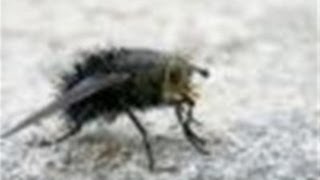 How To Handle Cluster Flies In Your House