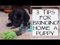 3 Things You Need To Know Before Bringing Home A New Puppy