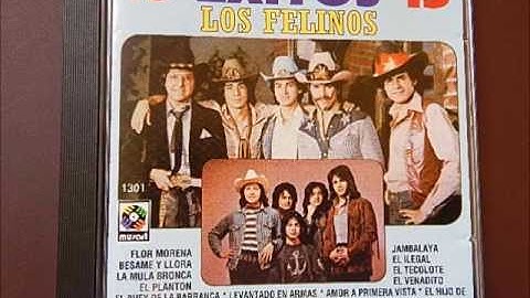 Los Felinos -no le voy a rogar