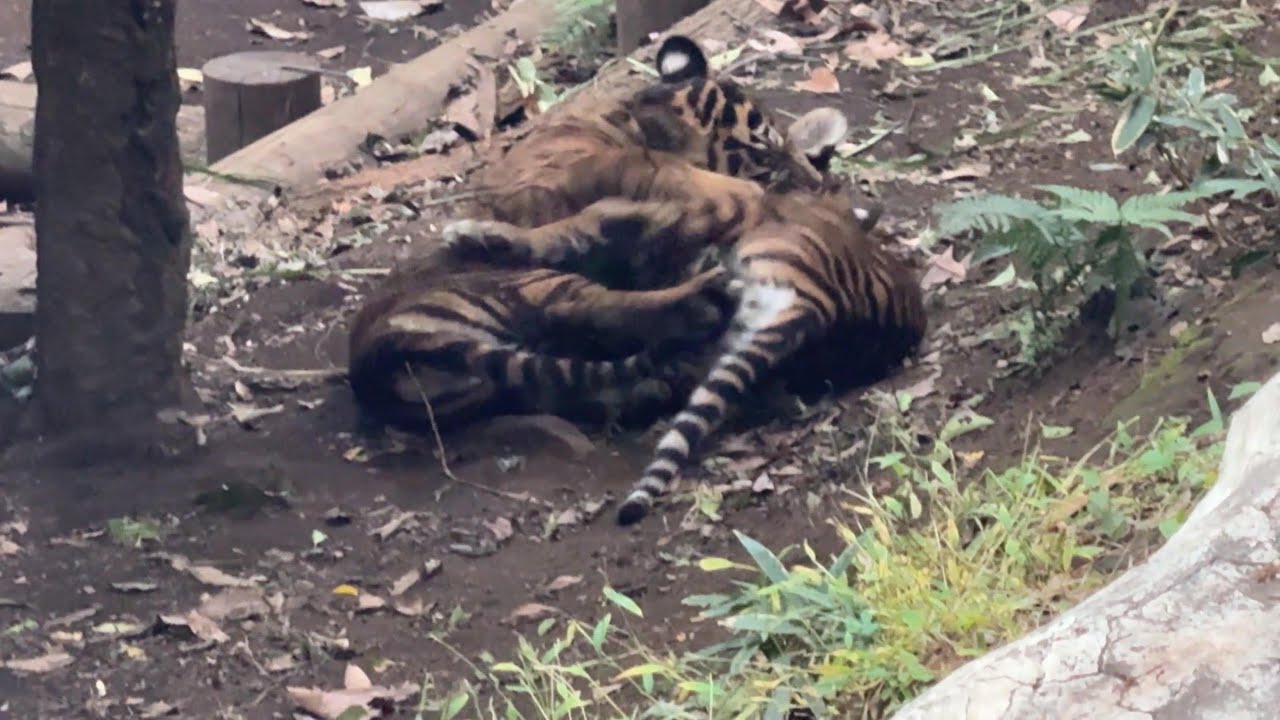 走り回るベラニくんレスタちゃん【‎2025年11月18日‎】【上野動物園