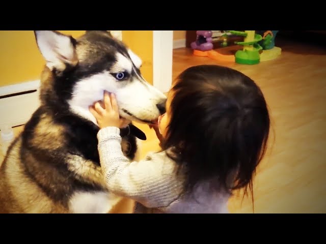 Dogs and Babies  Funny Dogs Loves Babies (Full) [Funny Pets]