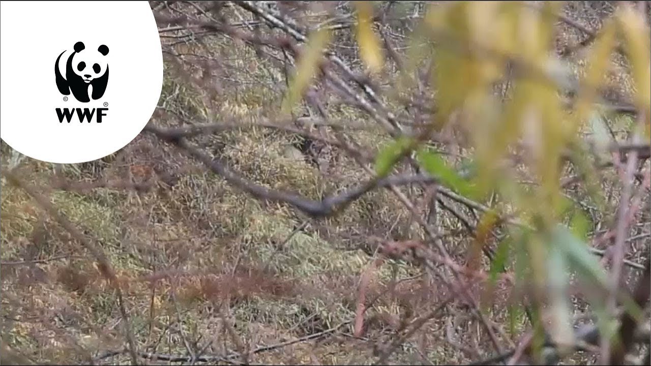 Welk geluid maakt een panda? YouTube Welk geluid maakt een panda? YouTube