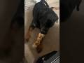 Rottweiler vs Rawhide Bone #subscribe #viral #shorts #asmr #chewingsounds #dog