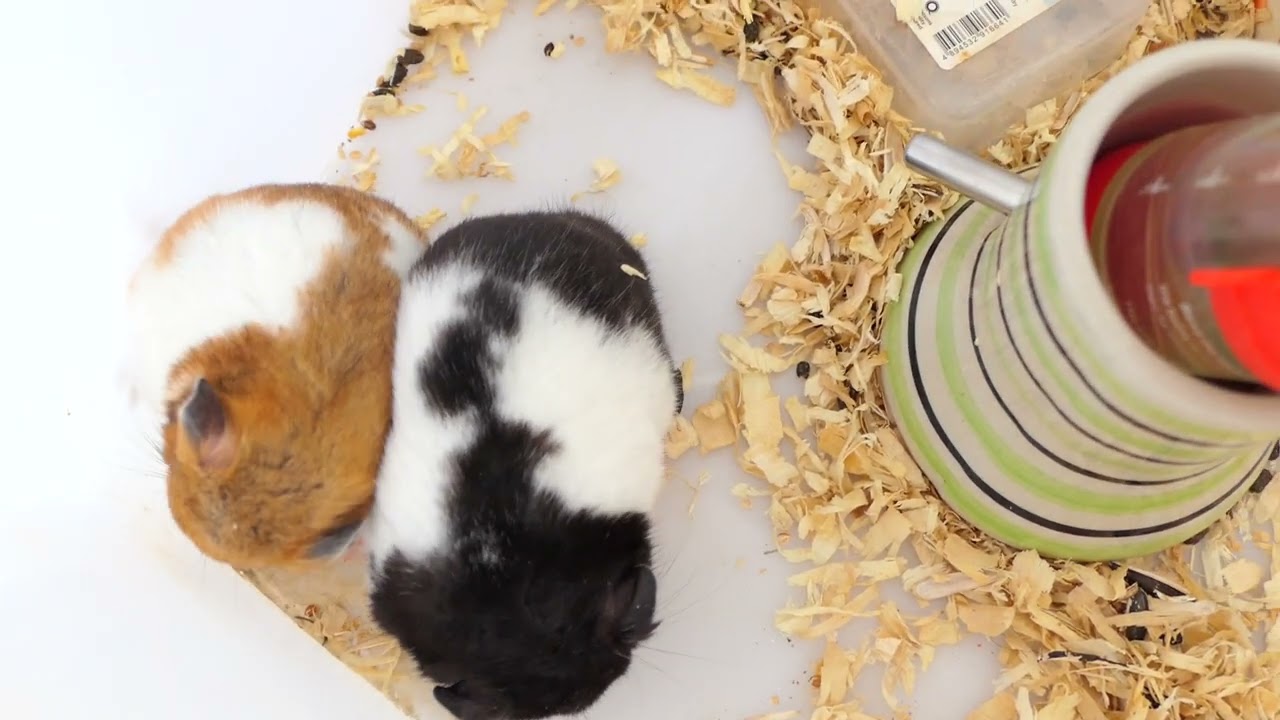 Adorable Hamster Daily Activity Time To Bed, They Try To Sleeping