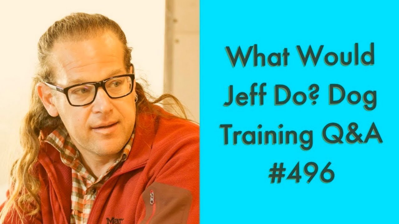 dog trainer in delhi Getting a puppy | Dog growls when eating | What Would Jeff Do? Dog Training Q & A #496