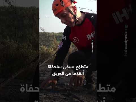 متطوع يسقي سلحفاة أنقذت من حريق