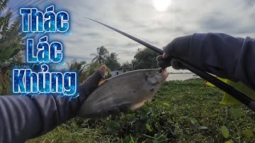 Câu Nhấp Câu Nhóng (Video 42) Thác Lác khủng phá kỷ lục Mùa Nước Nổi Tân Hưng ngày 19/11/2025