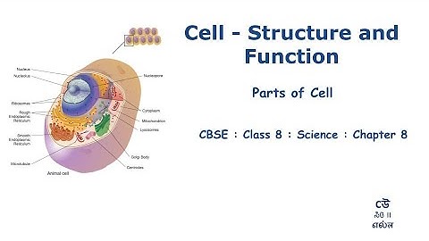 Class 8- Science-Chapter 8 – Cell : Structure And Function - Part07- Parts of Cell #NCERT #Kannada