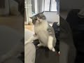 #catmemes viral 😱#fyp #viral #trending #tiktok #reels #shorts #edit #cinematic #sigma #aura #legend