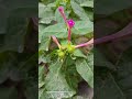 زهرة لالة عباس وقت قطف البذور
