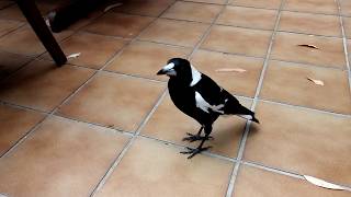 Magpie gets a gourmet dinner!