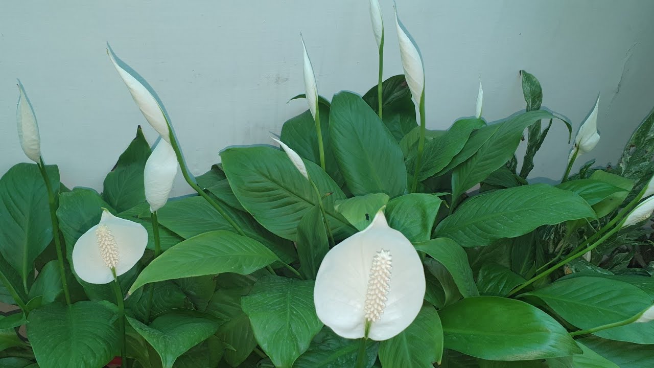 Цветущая мирная лилия // 3 верных совета, которые никогда не ошибутся // Лучший очиститель воздух...