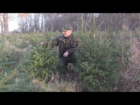 Wideo: Żywy Czy Sztuczny? Którą Choinkę Wybrać?