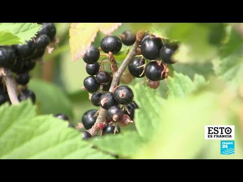 Vídeo: Grosella negra: varietats i usos populars