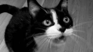 cat language screenshot 4