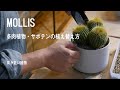 [MOLLIS] 背が低い多肉植物・サボテンの植え替え方