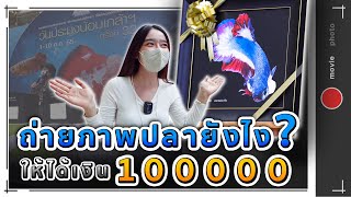 ถ่ายภาพปลายังไงให้ได้เงิน 100,000 (เก็บตกงานประมงน้อมเกล้า) -SNC STORY #จัดตู้ปลา #ปลากัด #ปลามังกร