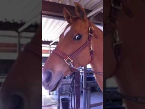 funniest-talking-horse-video