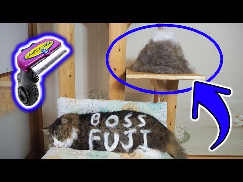 猫毛の富士山出現!?大型猫長毛種のファーミネーター【ボス吉FURminator】【Eng CC】