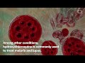 WHO Puts The Brakes On Hydroxychloroquine Trials