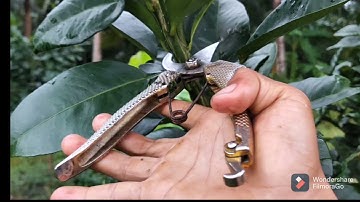 Kỹ Thuật Cắt Cành, Tạo Tán, Bưởi Da Xanh Cơ Bản