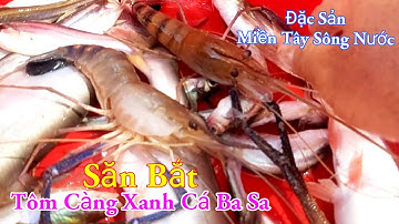 Săn Bắt Bắt Tôm Càng Xanh Cá Ba Sa Đặc Sản Miền Tây Sông Nước / Kiềm Rapper