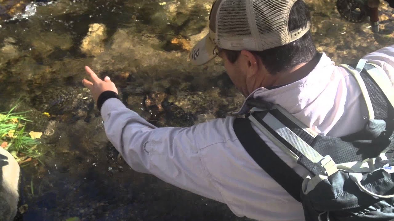 Southern California Fly Fishing trips Wild brown trout on dry fly YouTube