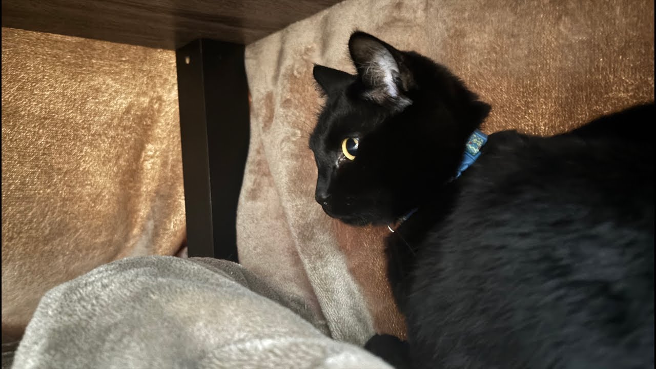 隠れてたのバレた！｜0227（金）16：39～　Cat and gluttonous rabbit