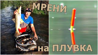 видео: БЕЛИ МРЕНИ на ПЛУВКА.ЕКСТРЕМЕН РИБОЛОВ с МАЧ на ИЗТИЧАНЕ.BARBEL FISHING.PESCA BARBO. картинка: БЕЛИ МРЕНИ на ПЛУВКА.ЕКСТРЕМЕН РИБОЛОВ с МАЧ на ИЗТИЧАНЕ.BARBEL FISHING.PESCA BARBO.