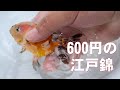 600円の江戸錦　金魚秋支度