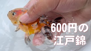 600円の江戸錦　金魚秋支度