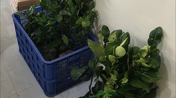 Cây giống bưởi ruby,đỏ Nhung và phân thuốc lặt vặt-0919705120