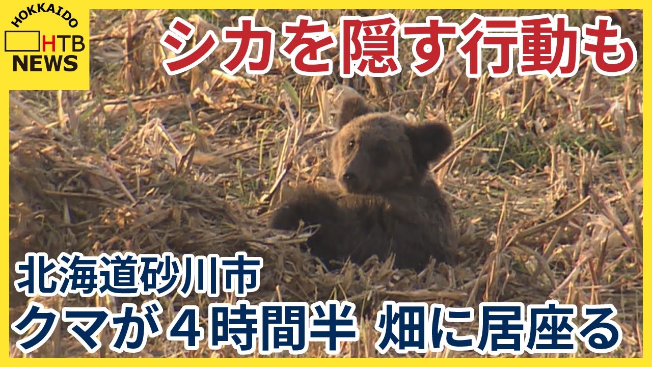 畑の真ん中でシカを食べるクマ 死骸を隠し4時間半にわたって居座る