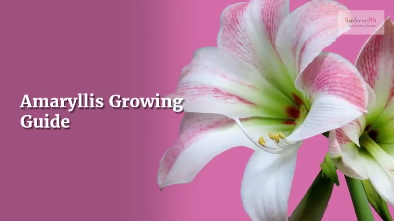 Amaryllis Growing Guide (Belladonna Lily) by GardenersHQ YouTube