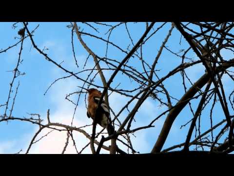 African Hoopoe singing