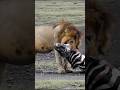 Lion vs Zebra – Real Fight for Survival! #LionVsZebra #Wildlife #Nature