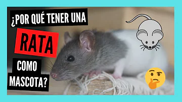 ¿Es difícil tener una rata como mascota?