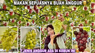 AKHIRNYA PANEN BUAH ANGGUR LAGI DI PERKEBUNAN JEPANG | 7 JENIS BUAH ANGGUR MAKAN SEPUASNYA